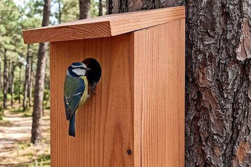 Nichoir à oiseaux, en bois de carouge ou faux acacia, région bordelaise